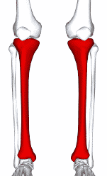 Shin Splints small left