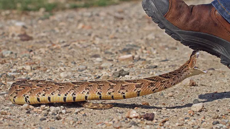 Best Snake Boots